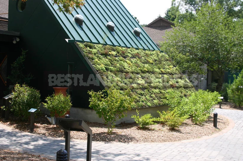 Roof Garden: a New Wave of Landscaping Captures the City