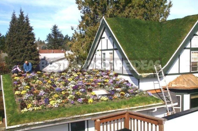 Roof Garden: a New Wave of Landscaping Captures the City