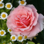 Pink Roses in a Romantic Garden Design