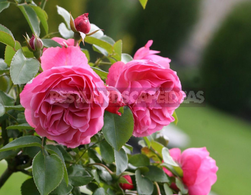 Pink Roses in a Romantic Garden Design
