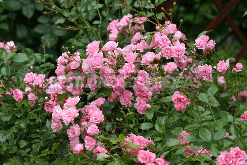 Pink Roses in a Romantic Garden Design