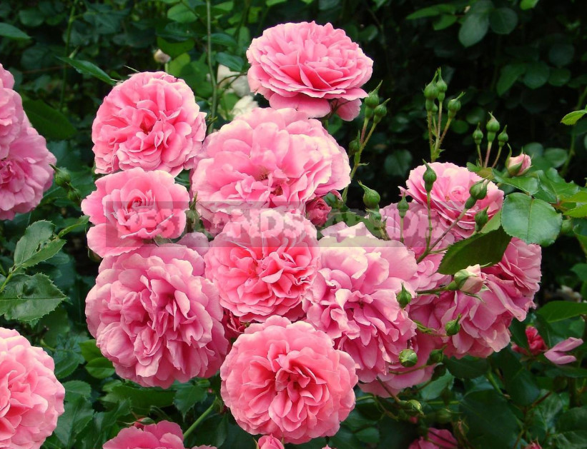 Pink Roses in a Romantic Garden Design