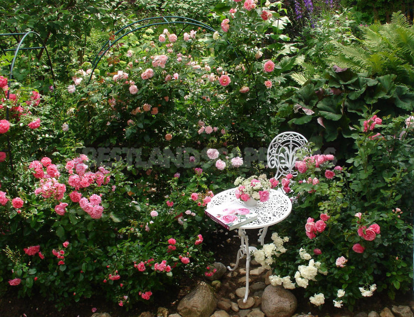 Pink Roses in a Romantic Garden Design