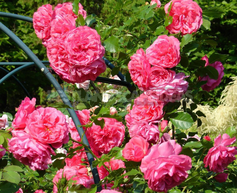 Pink Roses in a Romantic Garden Design