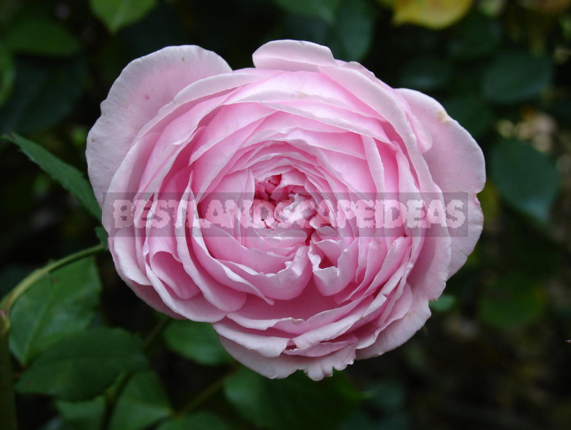 Pink Roses in a Romantic Garden Design