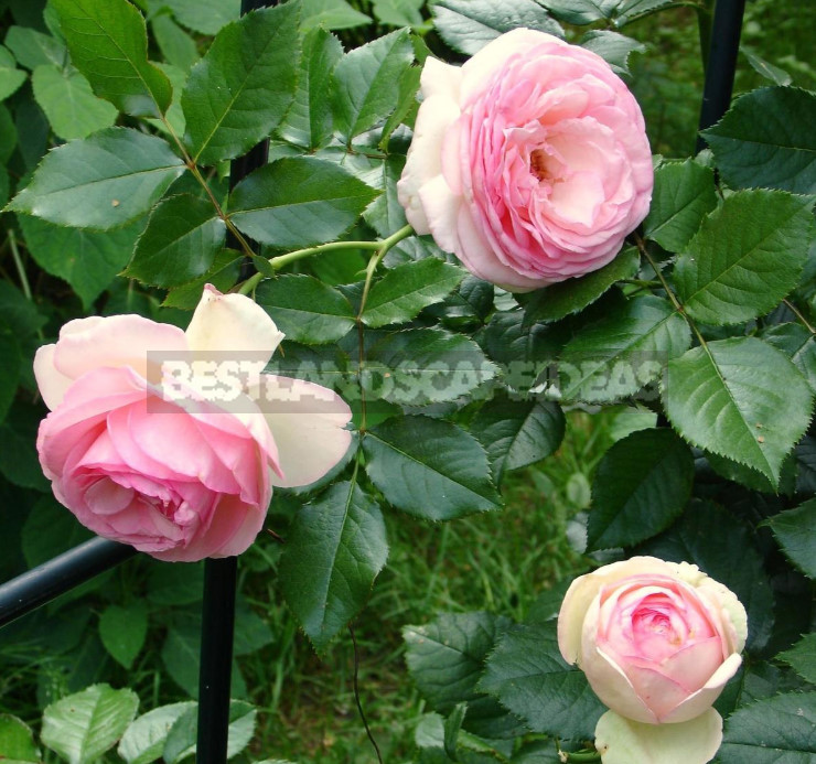 Pink Roses in a Romantic Garden Design