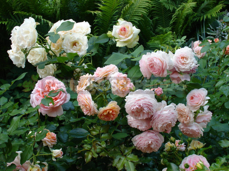 Pink Roses in a Romantic Garden Design