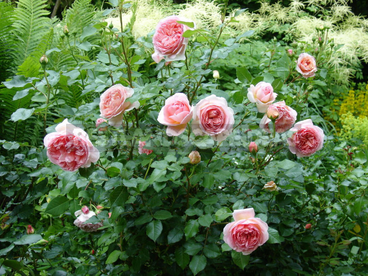 Pink Roses in a Romantic Garden Design