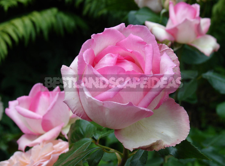 Pink Roses in a Romantic Garden Design