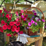 Rules of Fertilizing Petunias
