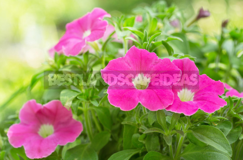 Rules of Fertilizing Petunias