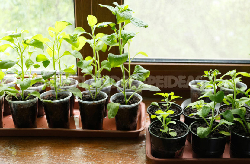 Rules of Fertilizing Petunias