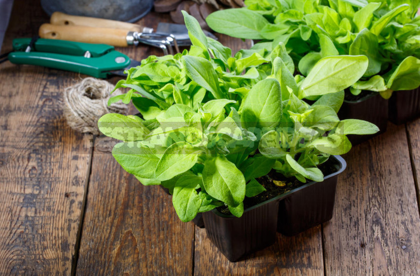 Rules of Fertilizing Petunias