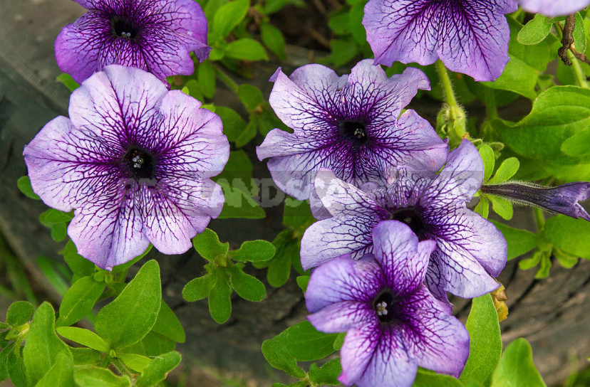 Rules of Fertilizing Petunias