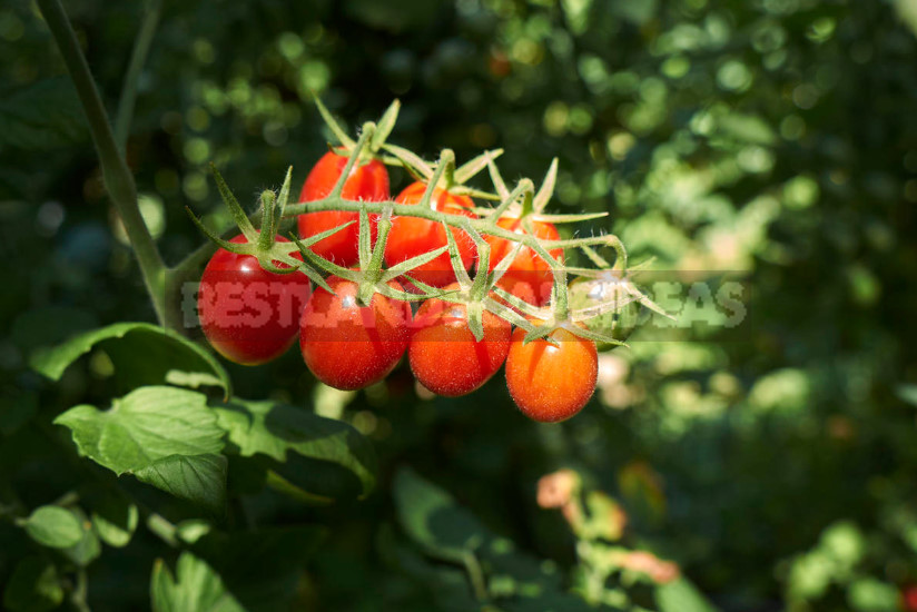 Cherry and Currant Tomatoes: 10 Best Varieties According to Gardeners