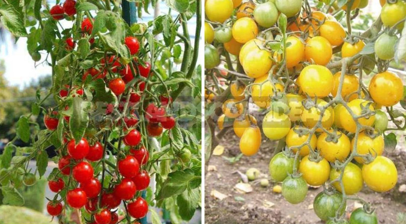 Cherry and Currant Tomatoes: 10 Best Varieties According to Gardeners