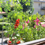 The Best Varieties and Hybrids of Potted Tomatoes