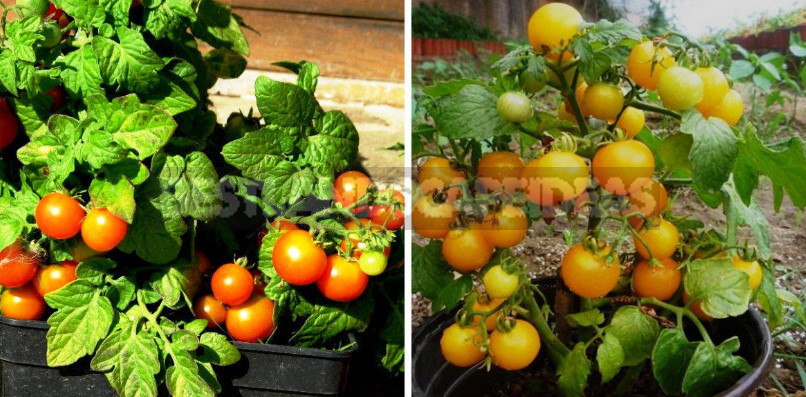 The Best Varieties and Hybrids of Potted Tomatoes