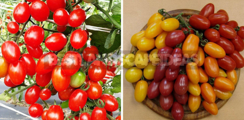 The Best Varieties and Hybrids of Potted Tomatoes