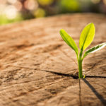 Plant Intelligence: Scientists Have Discovered the Brain in Plants