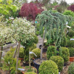 Quality of Seedlings: Secrets of the Root System