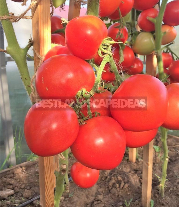 Unpleasant Diseases of Tomatoes: Root and Basal Rot
