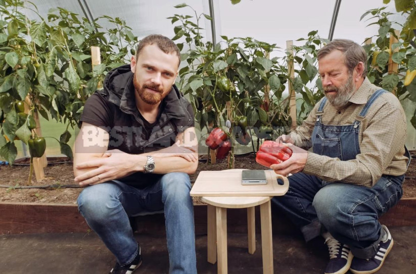 We Grow Peppers: From Two Leaves to Full Seedlings