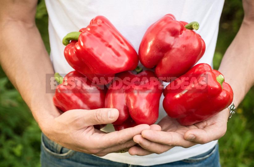 We Grow Peppers: From Two Leaves to Full Seedlings