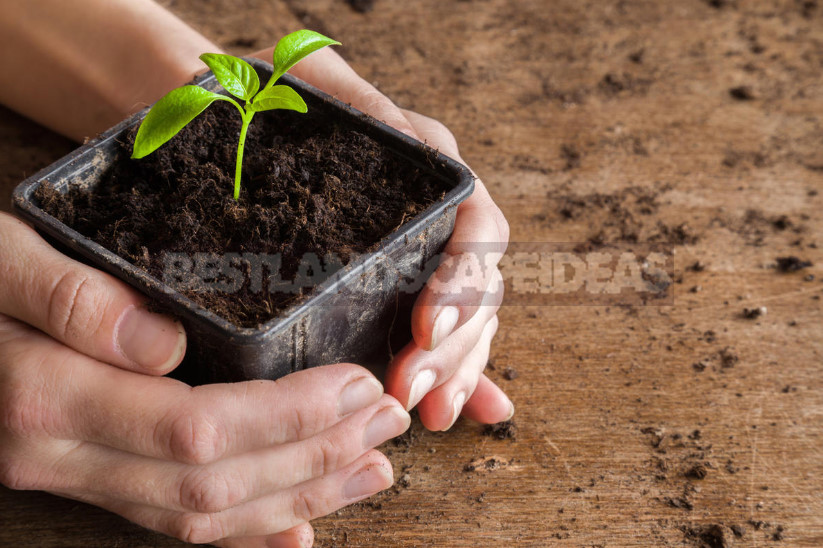 We Grow Peppers: From Two Leaves to Full Seedlings