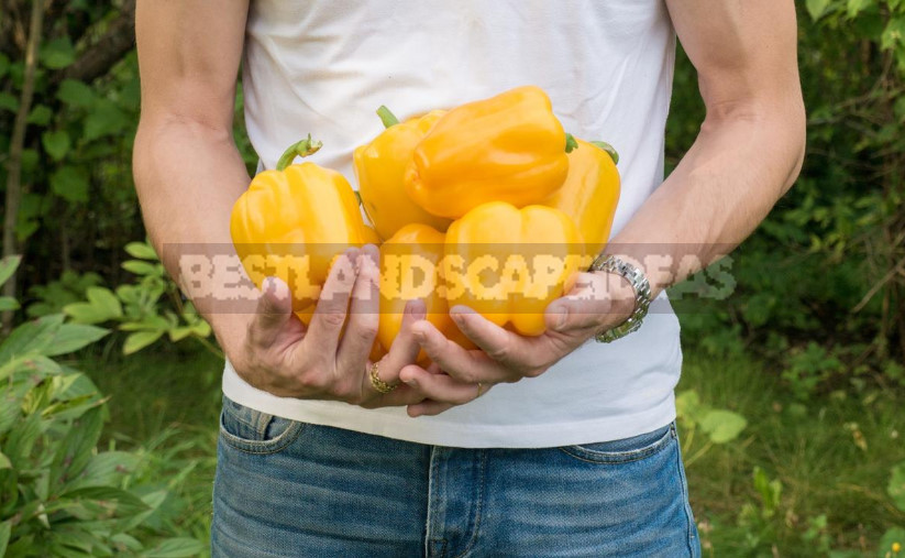 We Grow Peppers: From Two Leaves to Full Seedlings