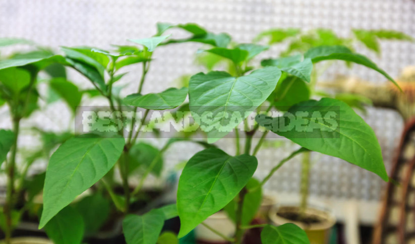 We Grow Peppers: From Two Leaves to Full Seedlings