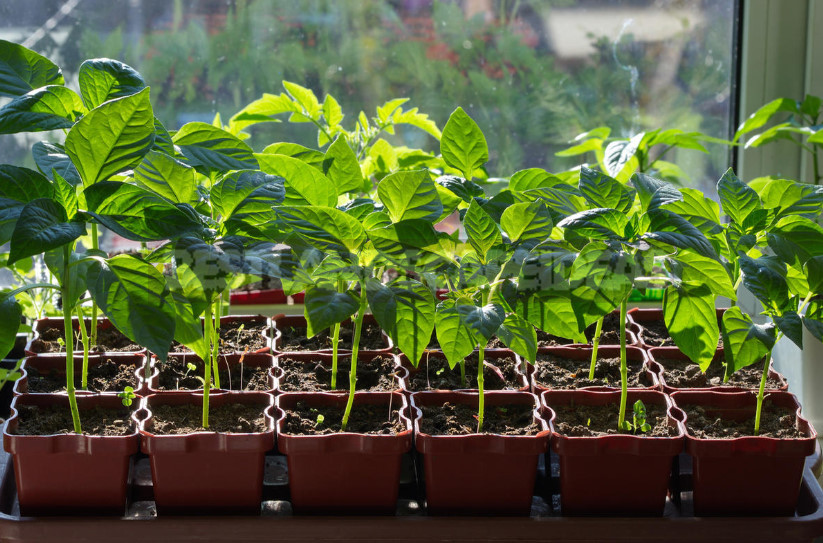 We Grow Peppers: From Two Leaves to Full Seedlings