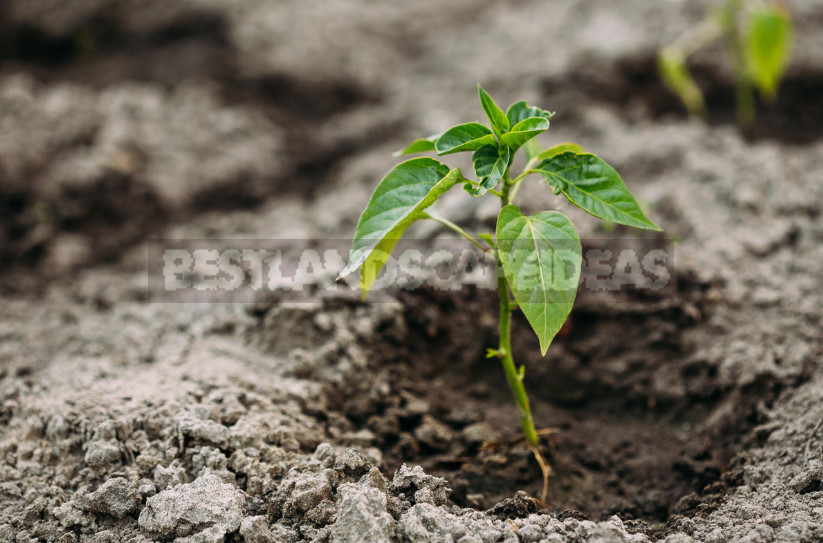 We Grow Peppers: From Two Leaves to Full Seedlings