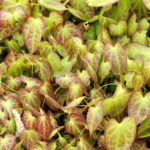 Epimedium: Description of Plants, Species and their Especially, Photo