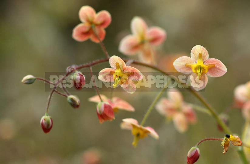Epimedium: Description of Plants, Species and their Especially, Photo