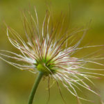 How to Propagate Pulsatilla From Seeds