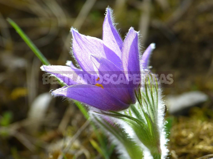 How to Propagate Pulsatilla From Seeds