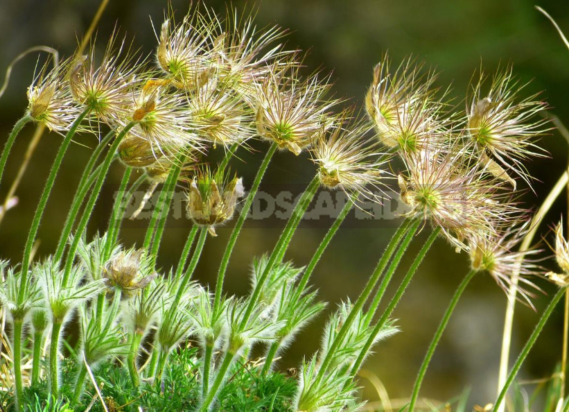 How to Propagate Pulsatilla From Seeds