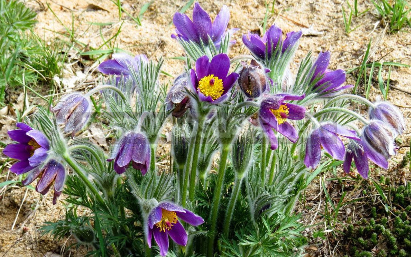 How to Propagate Pulsatilla From Seeds