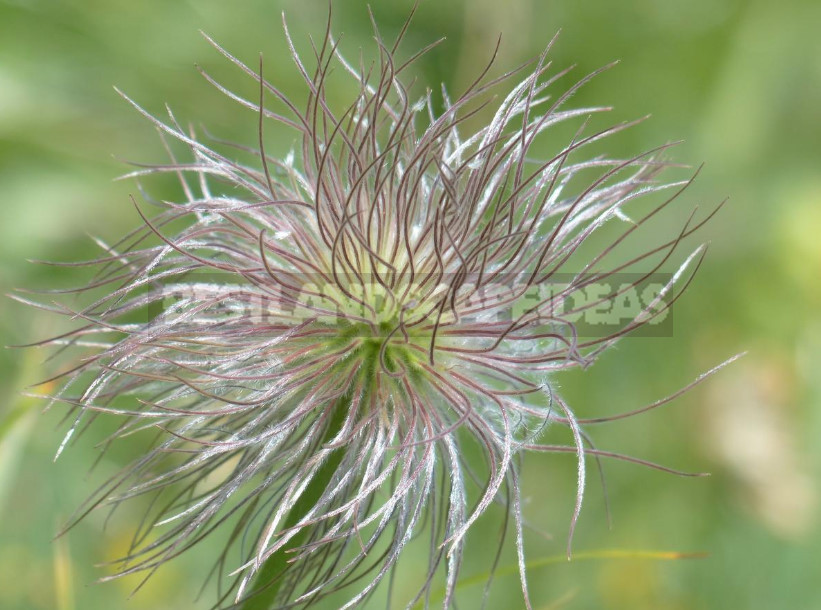 How to Propagate Pulsatilla From Seeds