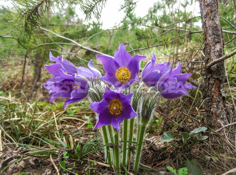 How to Propagate Pulsatilla From Seeds