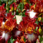 Amazing Monochrome Irises: Discover the Secret of Each Color