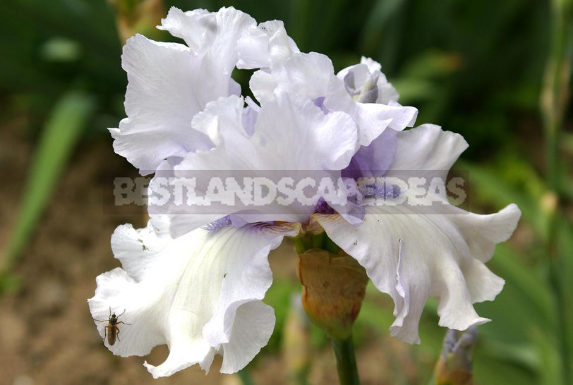 Amazing Monochrome Irises: Discover the Secret of Each Color