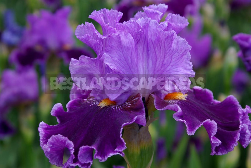 Amazing Monochrome Irises: Discover the Secret of Each Color