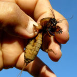 Preparations for Pest Control: Wireworm, Ants and Mole Cricket