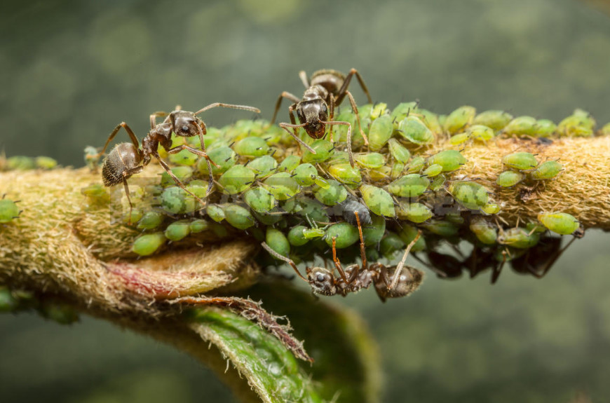 Preparations for Pest Control: Wireworm, Ants and Mole Cricket