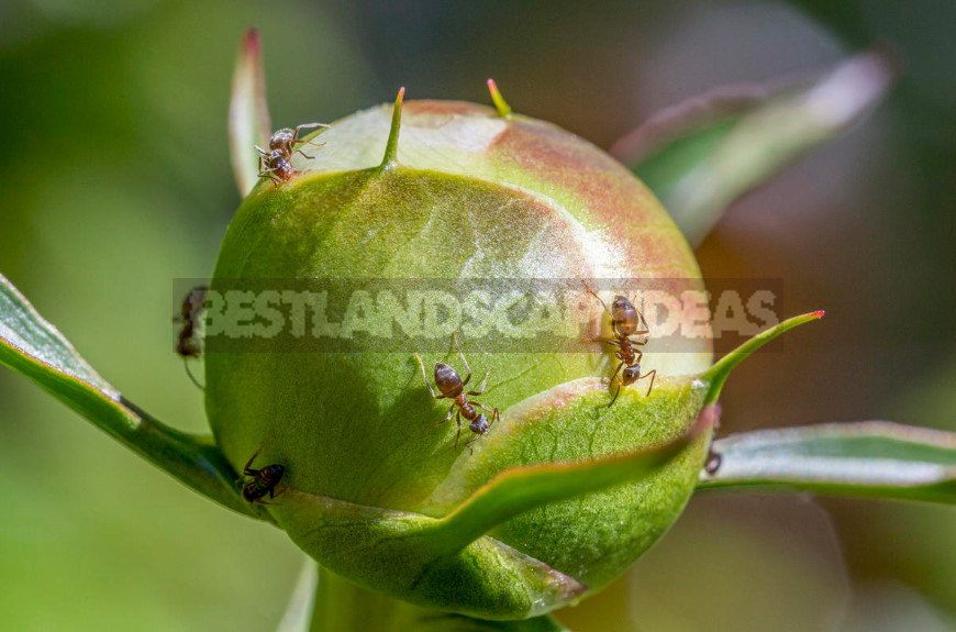 Preparations for Pest Control: Wireworm, Ants and Mole Cricket