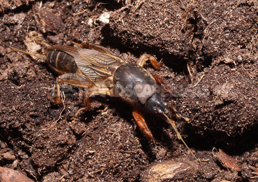 Preparations for Pest Control: Wireworm, Ants and Mole Cricket