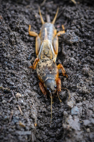 Preparations for Pest Control: Wireworm, Ants and Mole Cricket