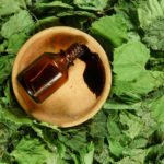 Birch Tar: Protection of Garden and Vegetable Garden From Pests (Part 2)